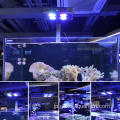 LED植物光の水族館